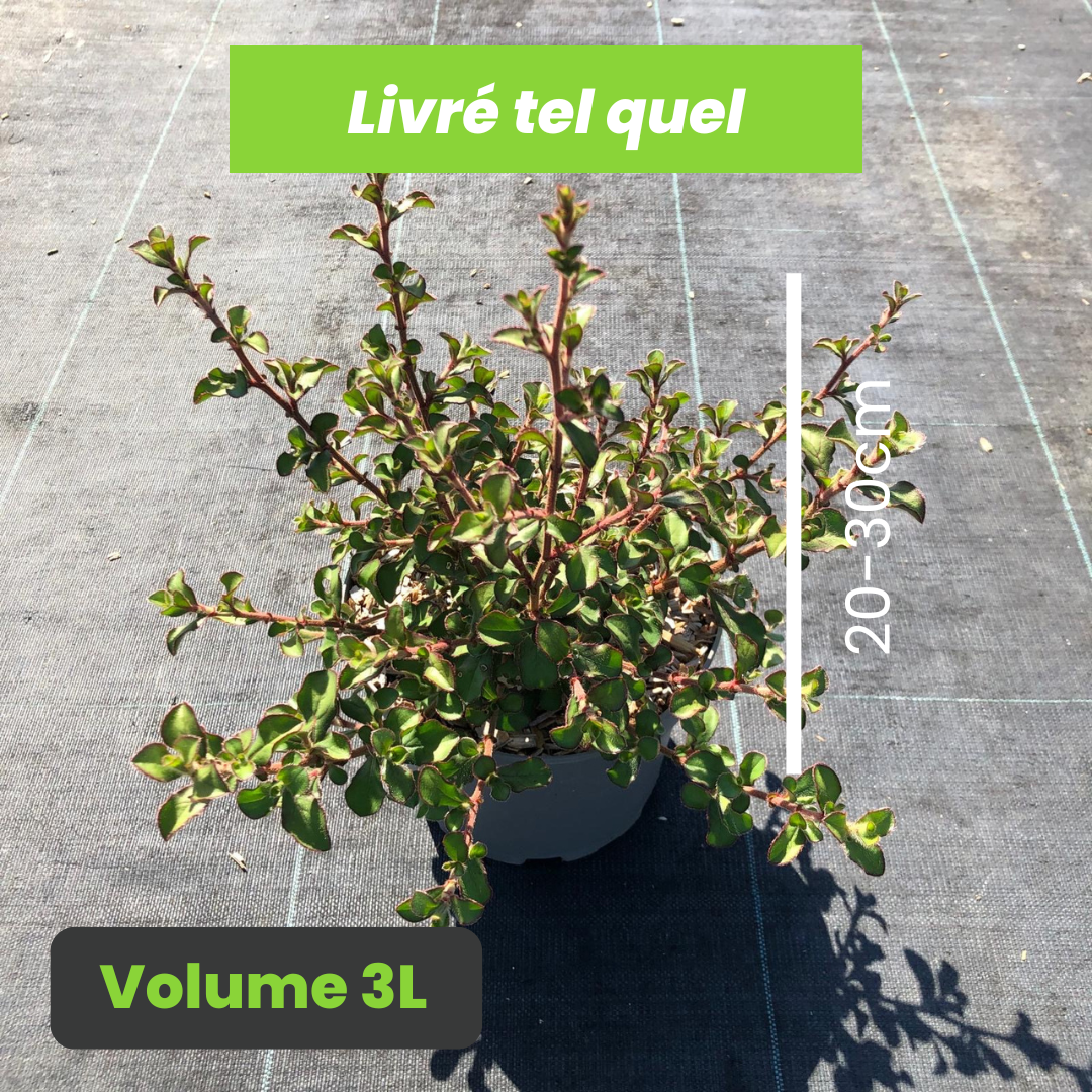 Ceratostigma Griffithii - Plumbago du Tibet - Volume 3L / 20-30cm