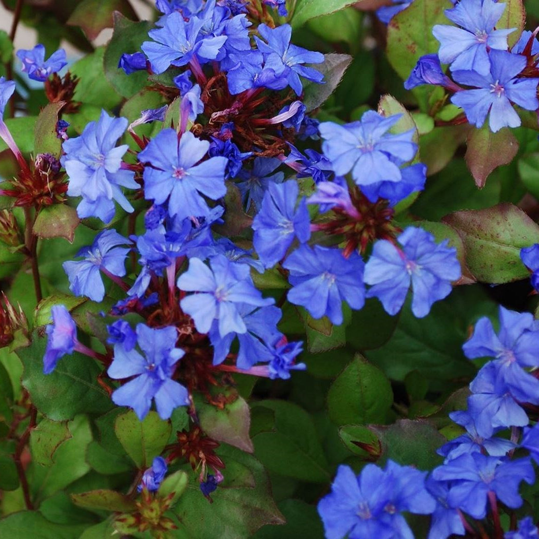 Ceratostigma willmottianum Forest Blue - Volume 3L / 30-40cm
