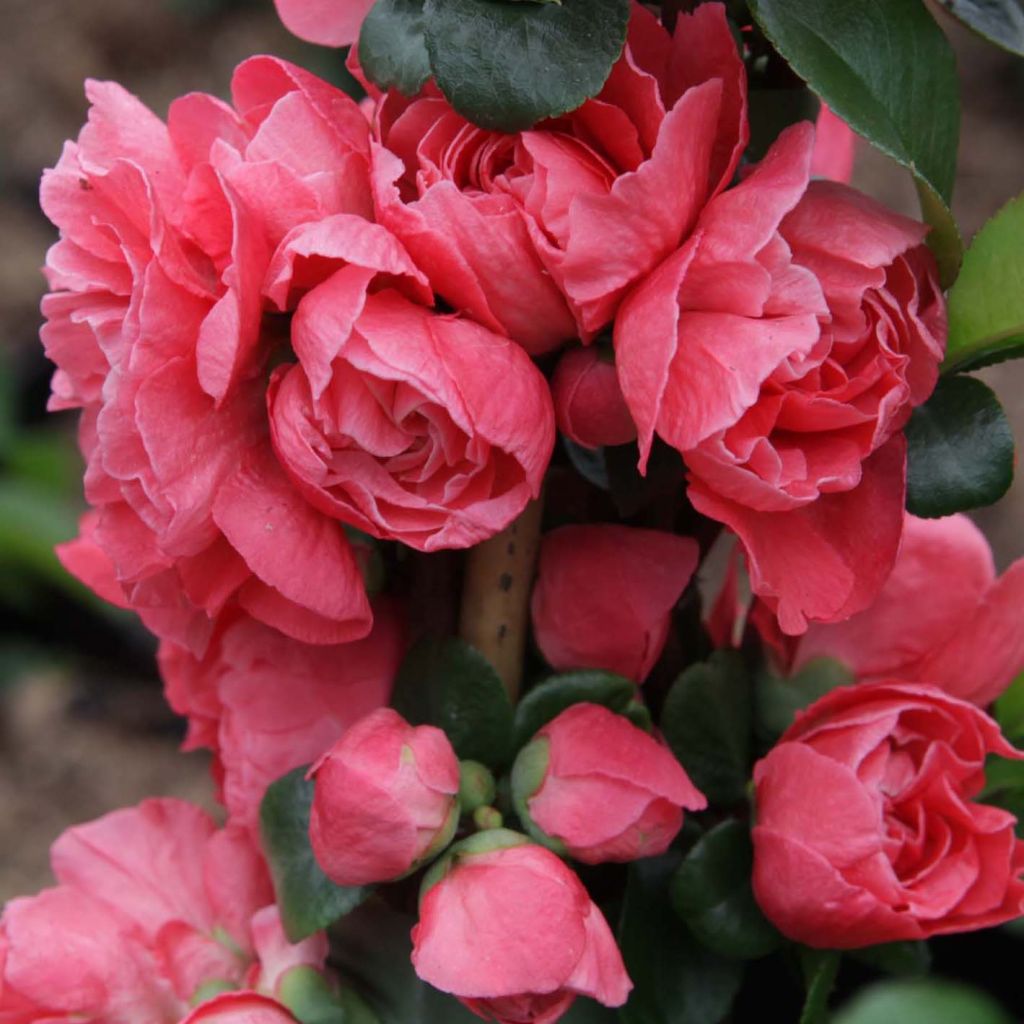 Chaenomeles Speciosa 'Pink Storm' - Cognassier du Japon - Volume 3L / 30-40cm