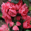 Chaenomeles Speciosa 'Pink Storm' - Cognassier du Japon - Volume 3L / 30-40cm