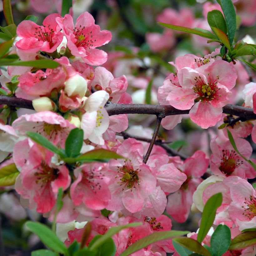 Chaenomeles Speciosa Toyo-Nishiki - Cognassier du Japon - Volume 3L / 30-50cm