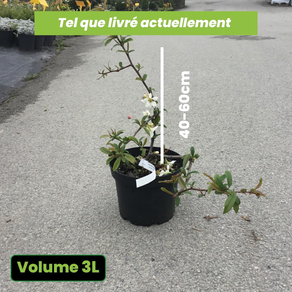 Chaenomeles Speciosa Nivalis - Cognassier du Japon Nivalis - Volume 3L / 40-60cm