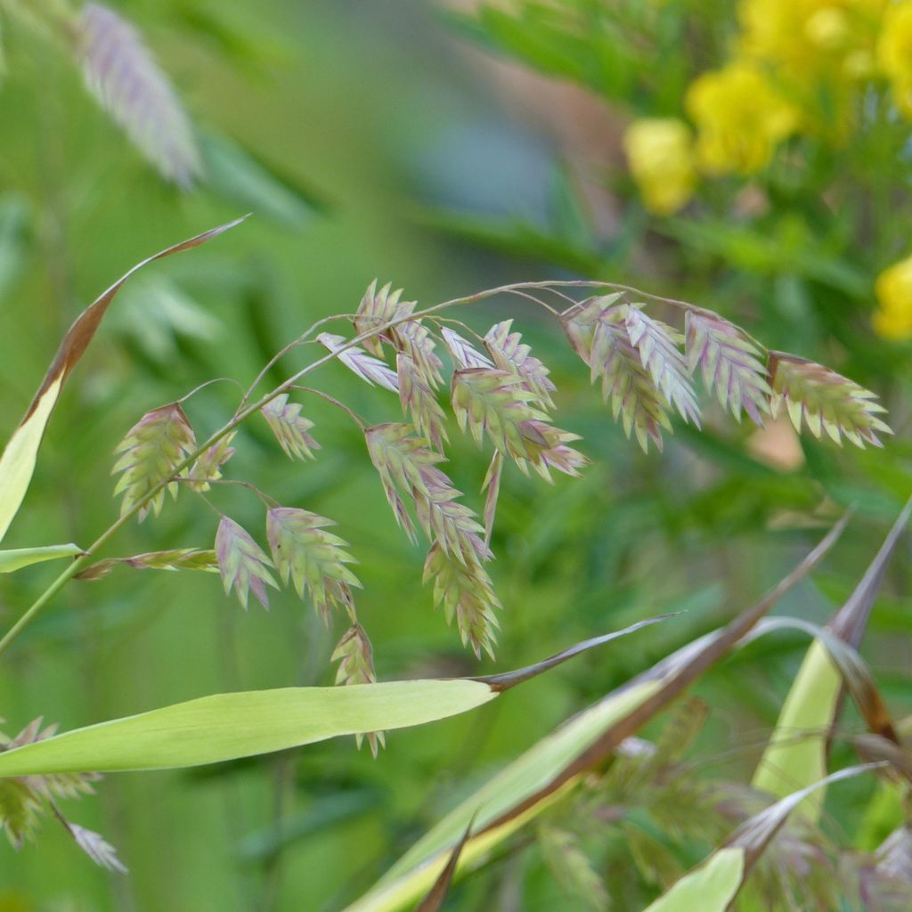 Chasmanthium Latifolium - Uniola Latifolia - Volume 3L / 30-40cm