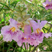 Chilopsis Linearis - Saule du Désert - Volume 4L / 30-50cm