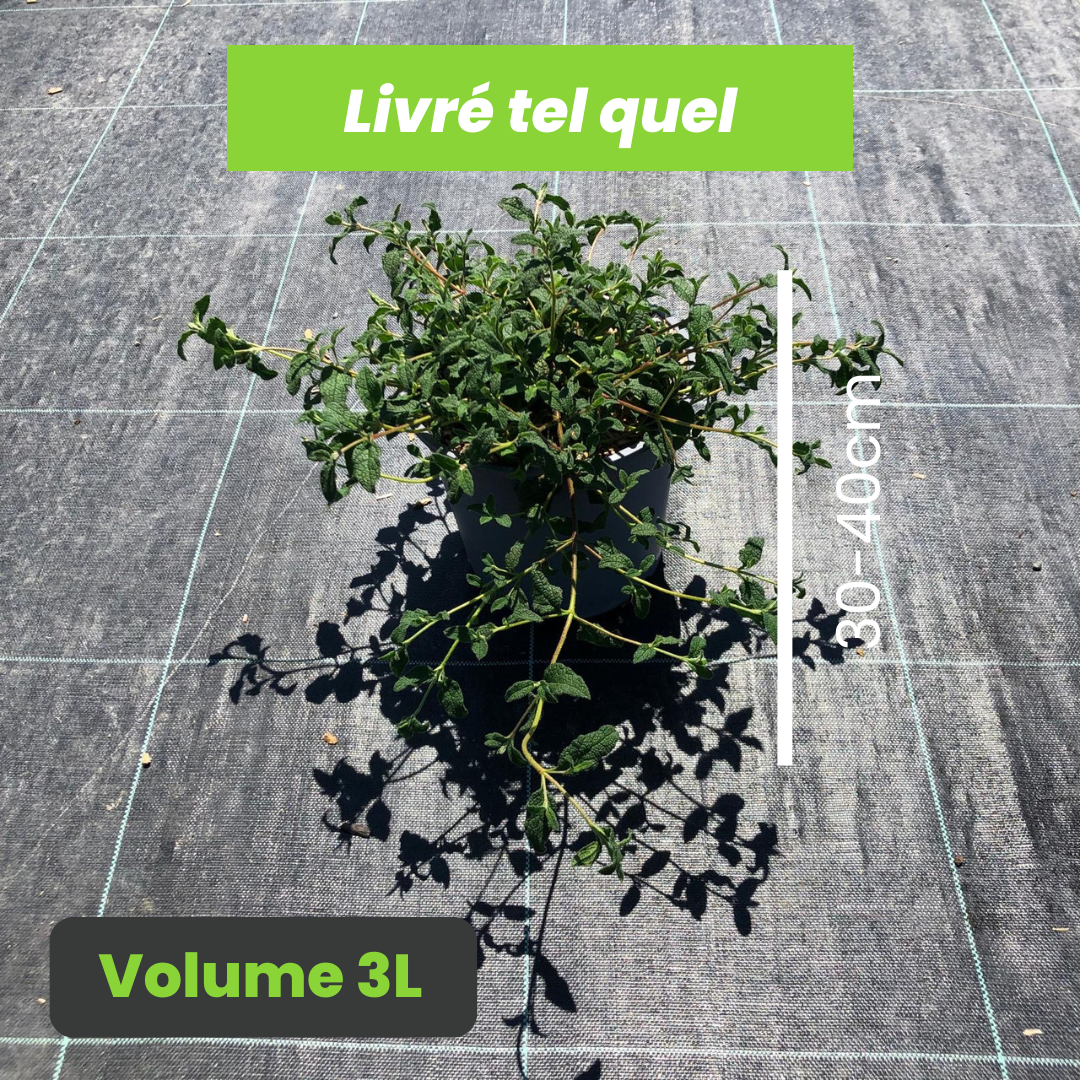 Cistus Salviifolius - Ciste à Feuilles de Sauge - Volume 3L / 30-40cm