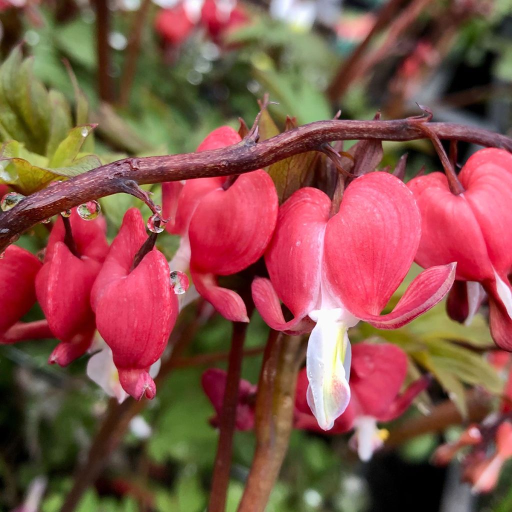 Dicentra Spectabilis Valentine - Coeur de Marie Rouge - Volume 3L / 20-30cm