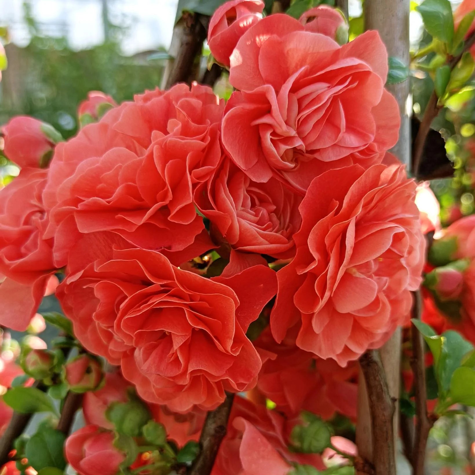 Chaenomeles Speciosa 'Orange Storm' - Cognassier du Japon - Volume 3L / 30-40cm