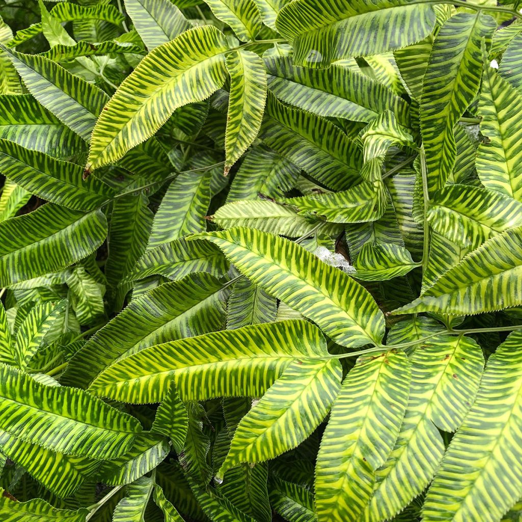 Fougère Coniogramme emeiensis Golden - Volume 3L / 20-30cm