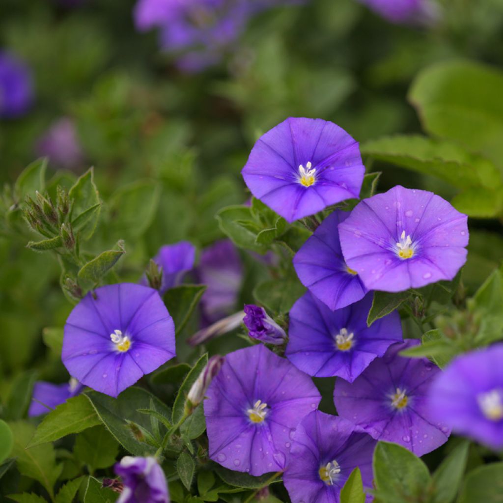 Convolvulus sabatius  x New Blue Moon - Liseron de Mauritanie - Volume 3L / 20-30cm