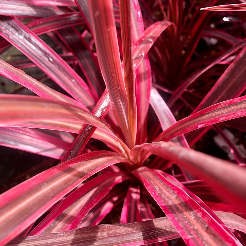 Cordyline Australis Cherry Sensation - Volume 3L / 30-50cm