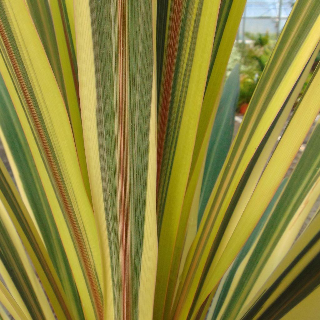 Cordyline Australis Torbay Dazzler - Volume 4L / 40-60cm