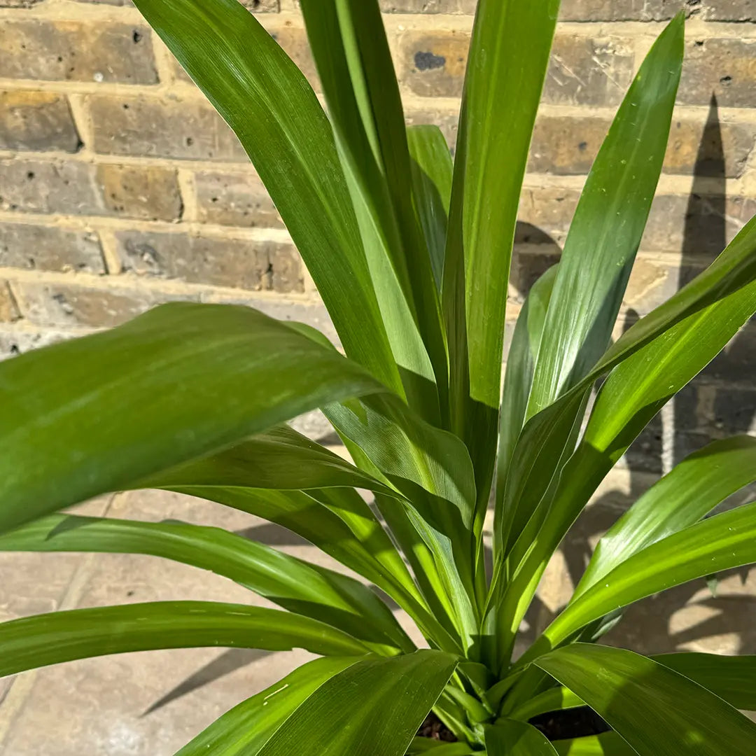 Cordyline Australis Emerald Star - Volume 3L / 30-50cm