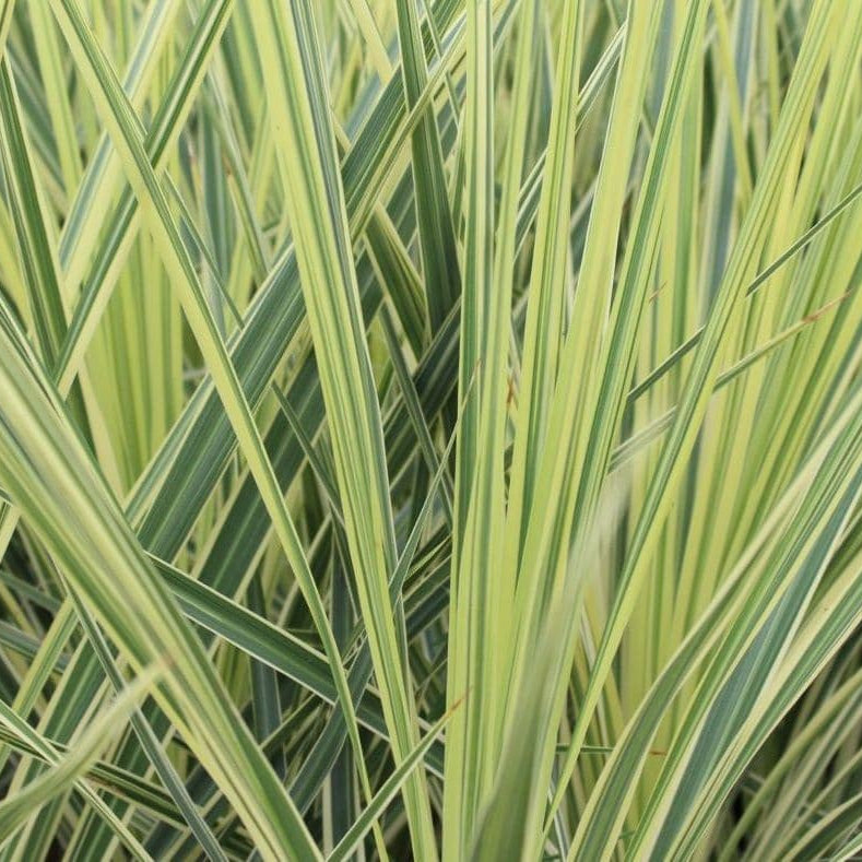 Cordyline Australis Lime Passion - Volume 3L / 30-50cm