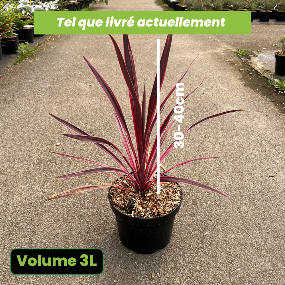 Cordyline Australis Paso Doble - Volume 3L / 30-40cm