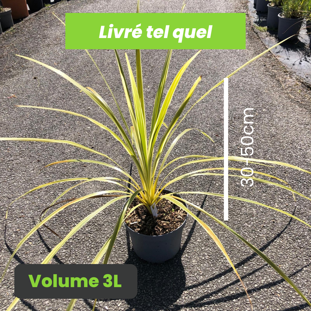 Cordyline Australis Lime Passion - Volume 3L / 30-50cm