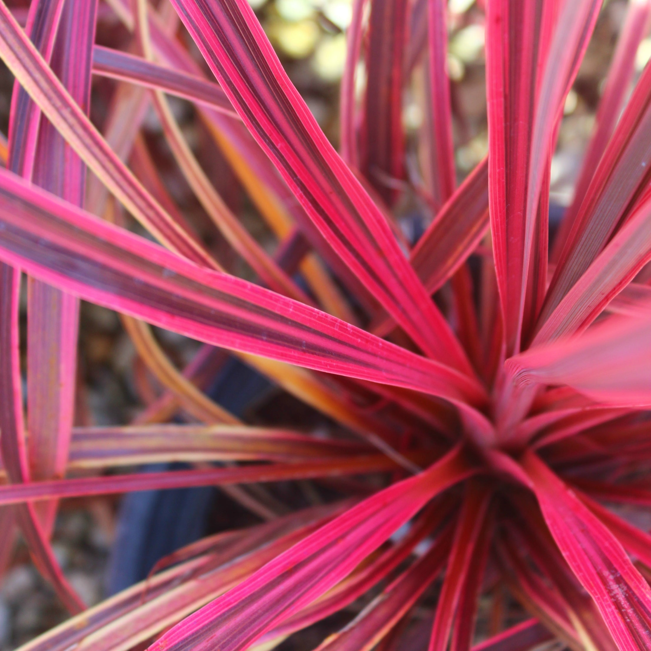 Cordyline Banksii Salsa - Volume 3L / 30-50cm