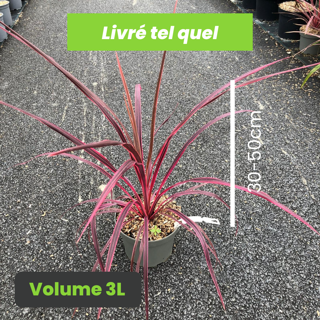 Cordyline Banksii Salsa - Volume 3L / 30-50cm