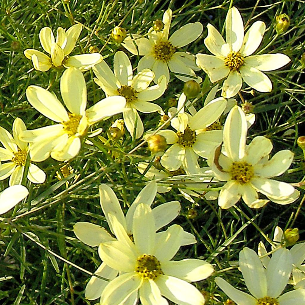 Coreopsis verticillata "moonbeam" - Volume 3L / 15-20cm