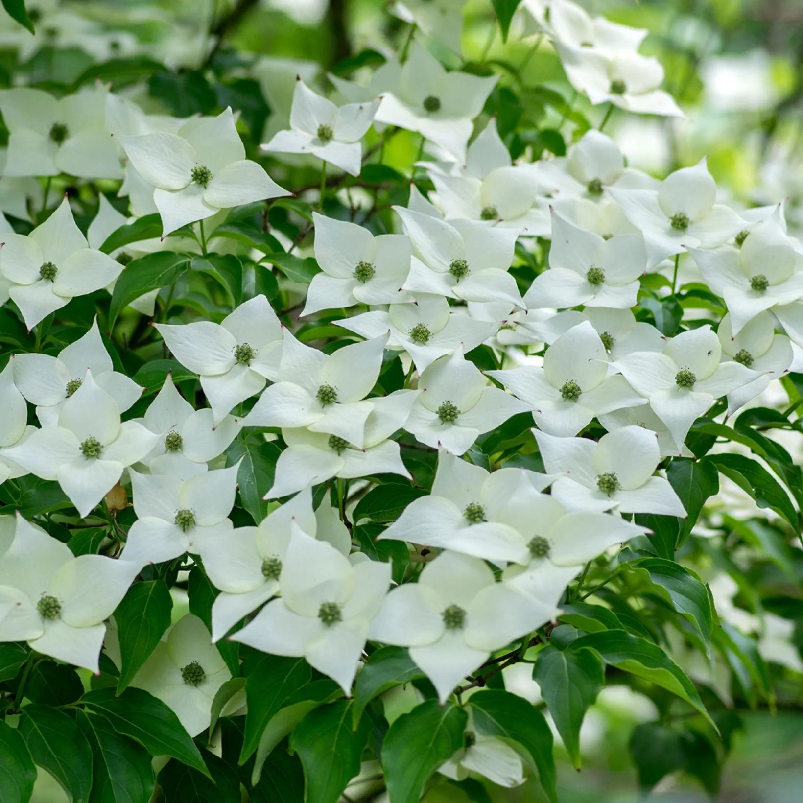 Cornus kousa Milky Way - Volume 4L / 30-50cm