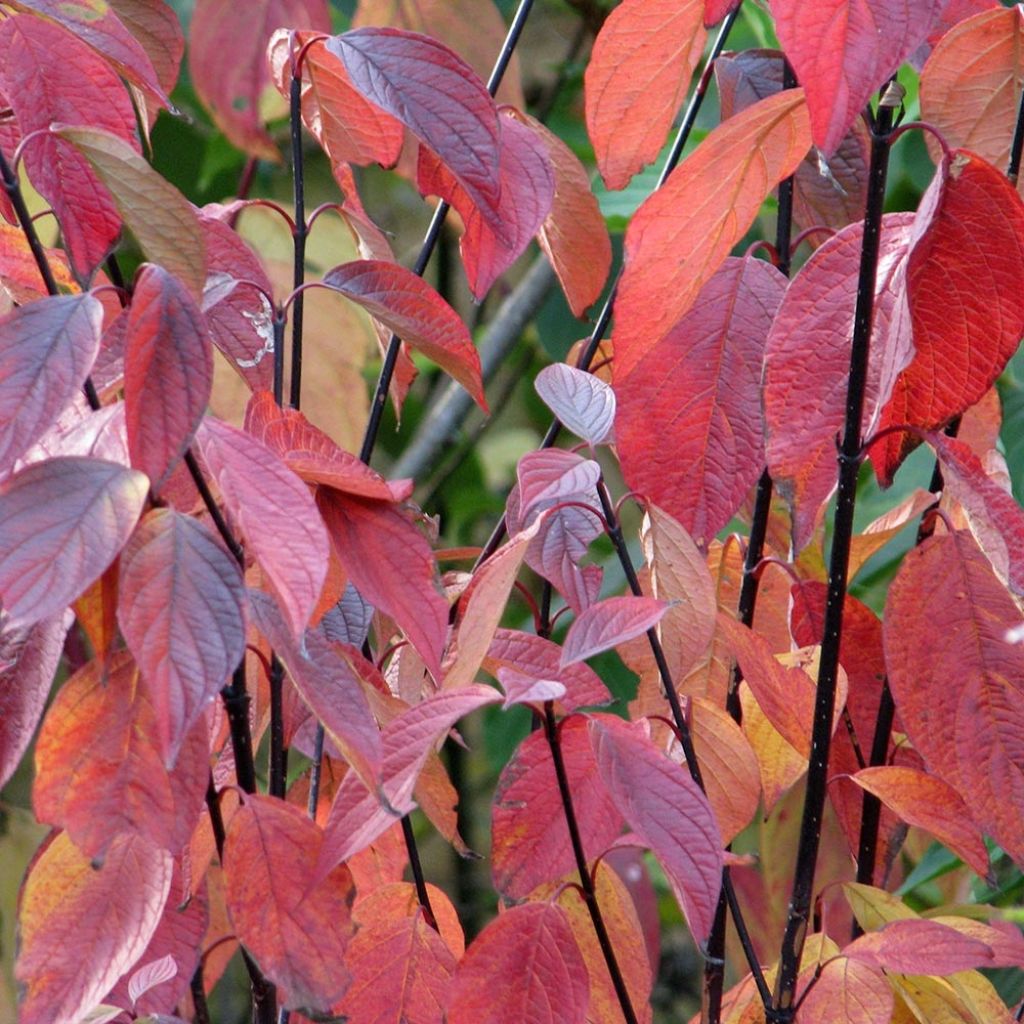 Cornus Alba Kesselringii Blanche - Cornouiller blanc à bois brun violacé - Volume 3L / 30-50cm