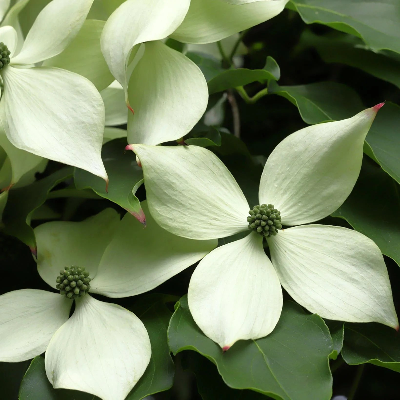 Cornus Kousa 'Blue Shadow' - Volume 4L / 30-50cm