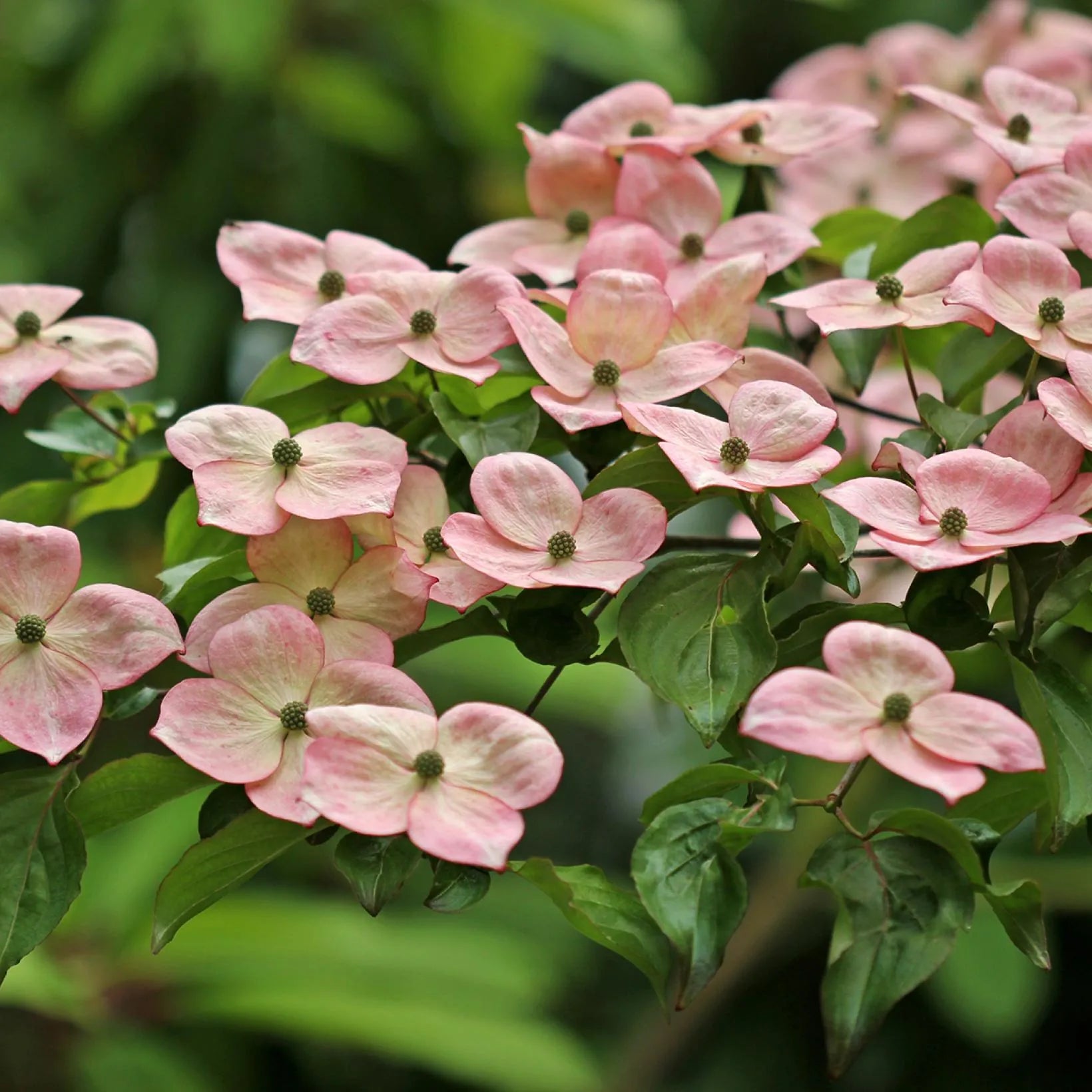 Cornus Kousa Satomi - Cornouiller du Japon rose - Volume 4L / 30-50cm