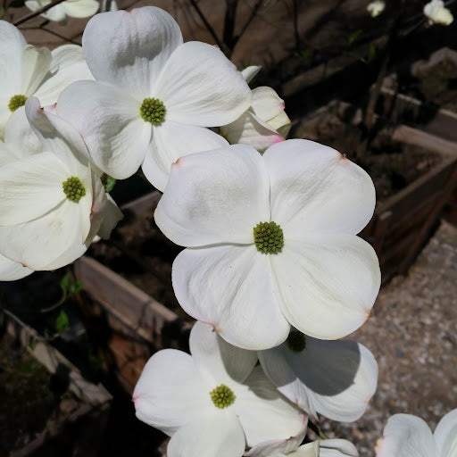 Cornus Eddie's White Wonder - Cornouiller hybride - Volume 4L / 30-50cm