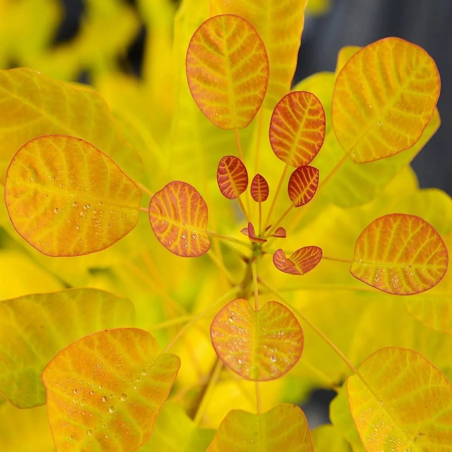 Cotinus Coggygria Golden Lady - Arbre à perruque - Volume 3L / 30-40cm
