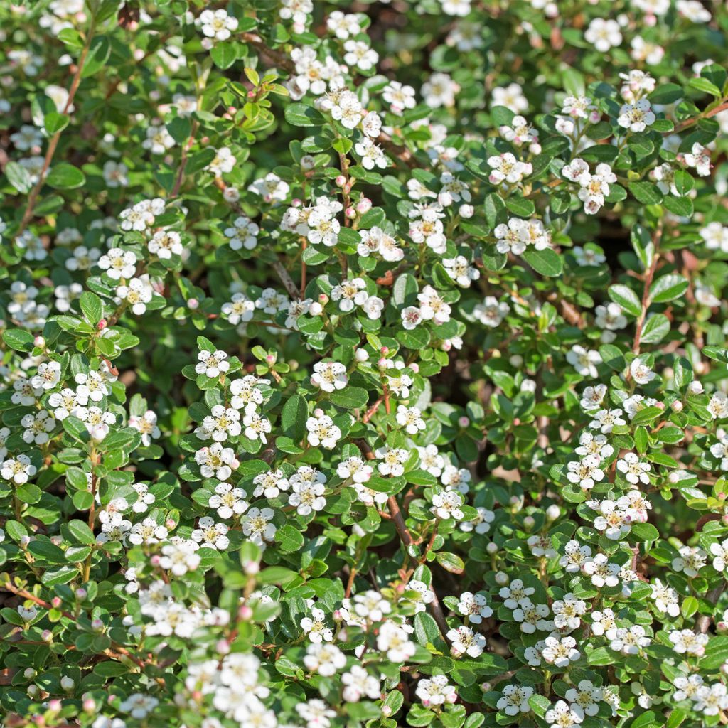 Cotoneaster Dammeri 'Royal Carpet' - Volume 3L / 30-40cm