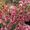 Cytisus x Praecox Hollandia -  Genêt - Volume 3L / 30-50cm