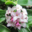 Daphne Odora Aureomarginata - Volume 3L / 20-30cm