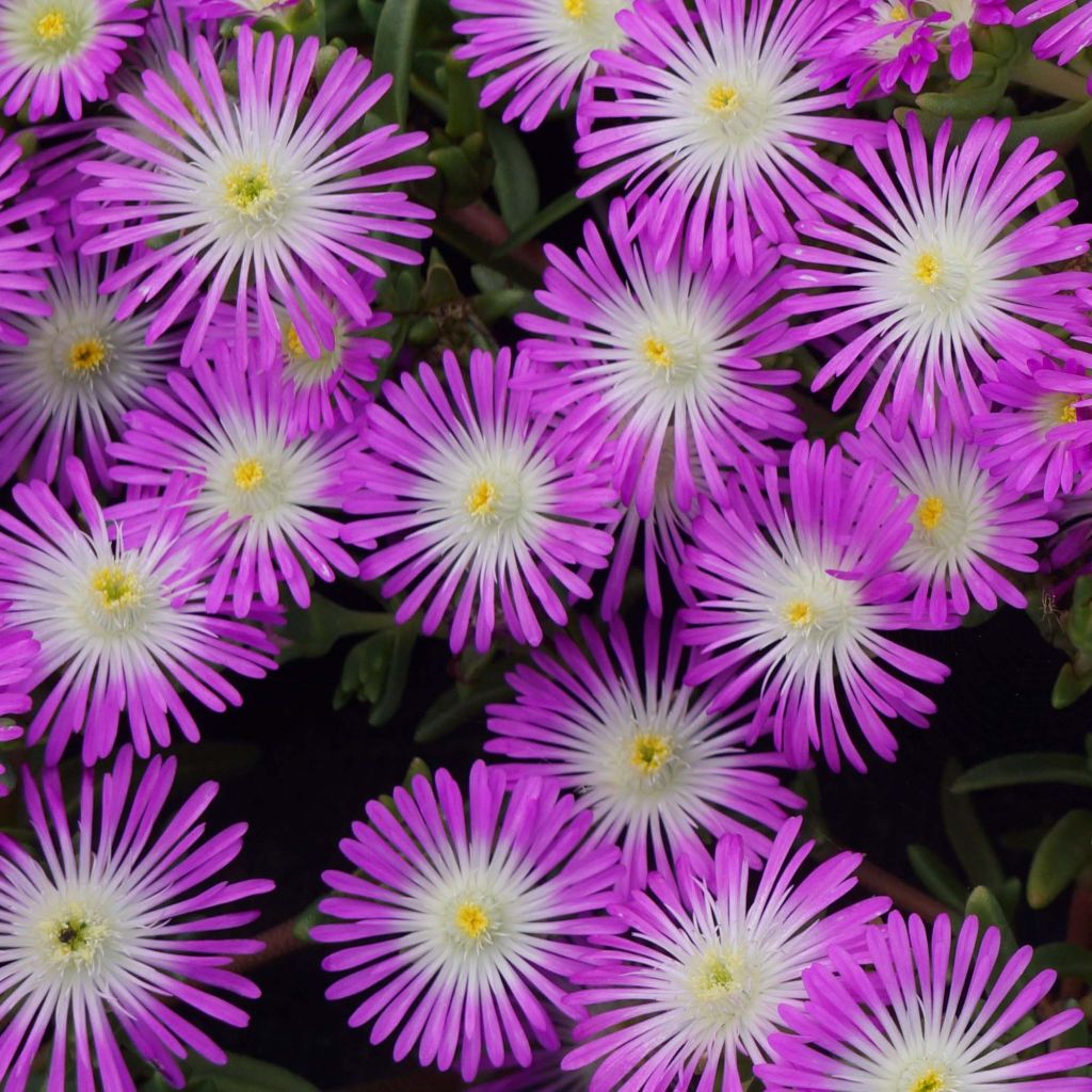 Delosperma Cooperi Violet Wonder - Volume 3L / 20-30cm