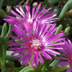 Delosperma Cooperi - Pourpier de Cooper - Volume 3L / 30-40cm