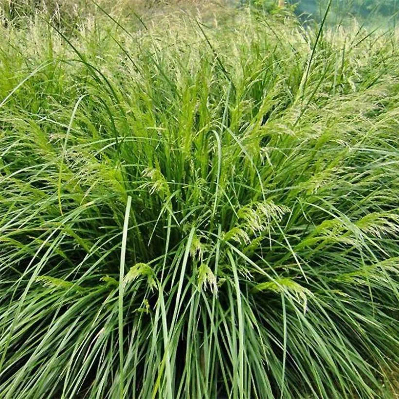 Deschampsia Cespitosa Palava - Volume 3L / 20-30cm