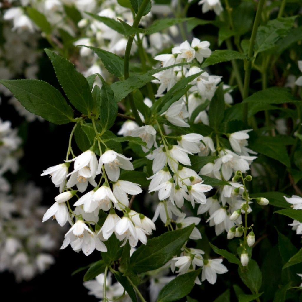 Deutzia Gracilis - Deutzie - Volume 3L / 20-30cm