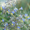 Dianella Revoluta Coolvista - Volume 3L / 40-60cm