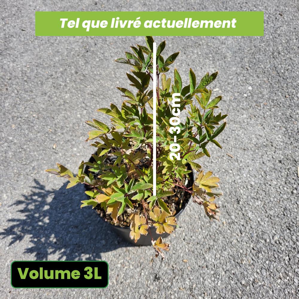 Dicentra Spectabilis Valentine - Coeur de Marie Rouge - Volume 3L / 20-30cm