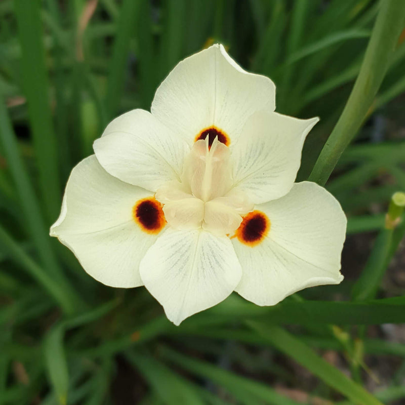 Dietes Bicolor - Iris espagnol - Volume 3L / 30-40cm