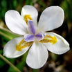 Dietes Iridioides - Volume 3L / 40-60cm