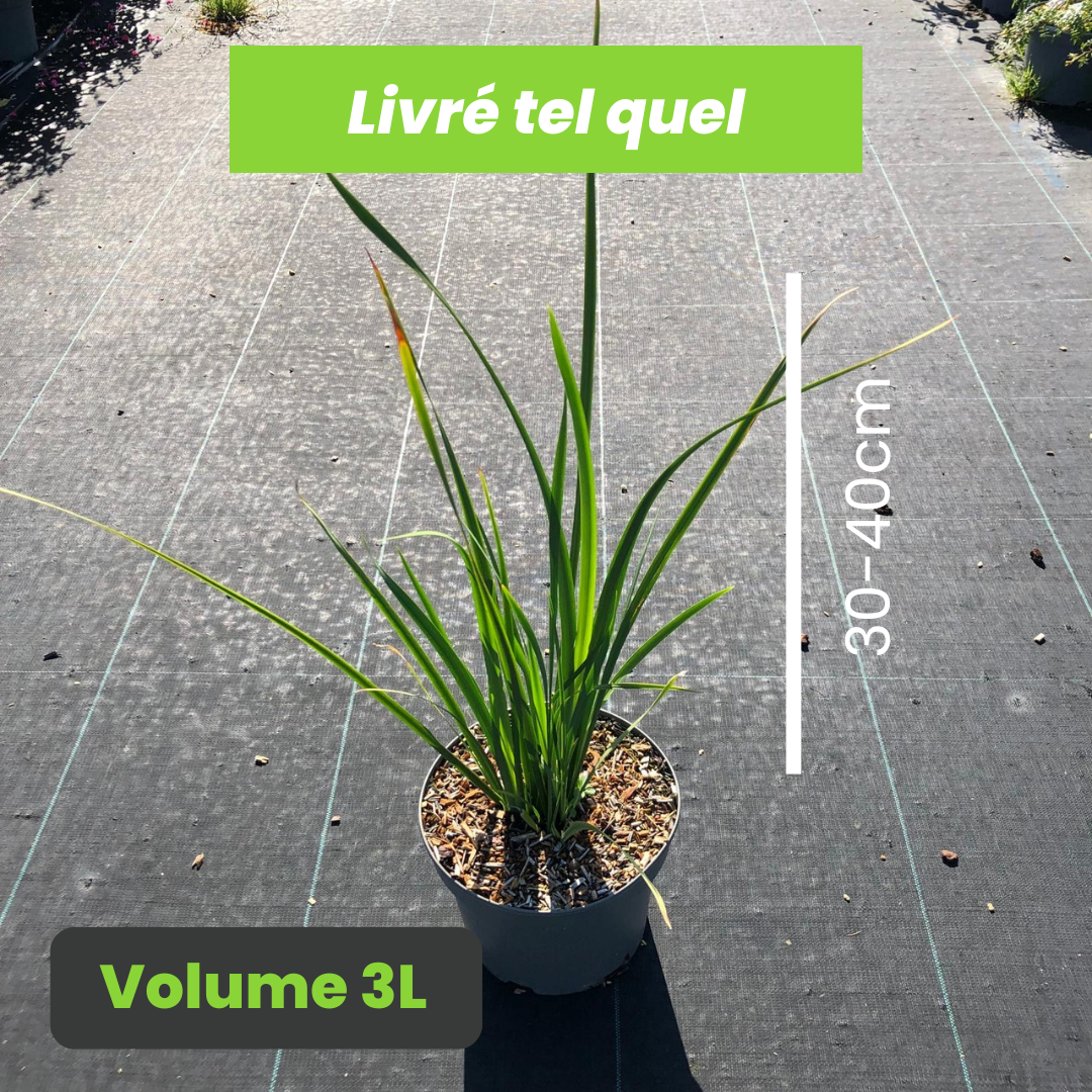 Dietes Bicolor - Iris espagnol - Volume 3L / 30-40cm