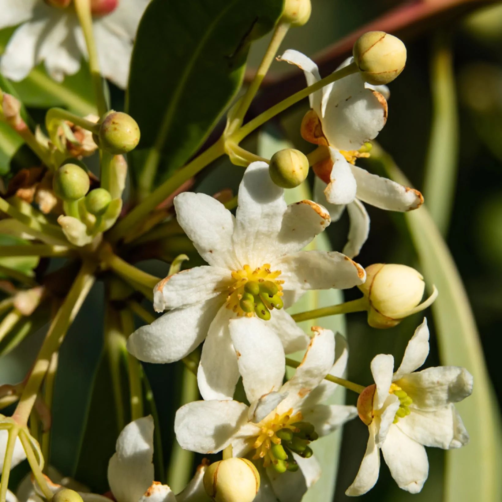 Drimys Winteri - Cannelle de Magellan - Volume 4L / 40-60cm