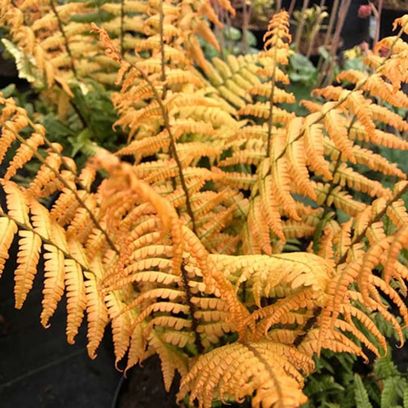 Dryopteris Wallichiana Jurassic Gold - Fougère - Volume 3L / 30-40cm