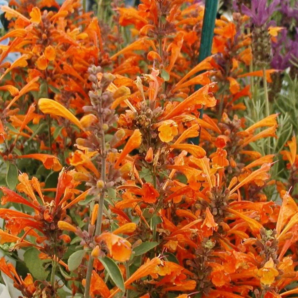 Agastache Firebird - Volume 3L / 20-30cm