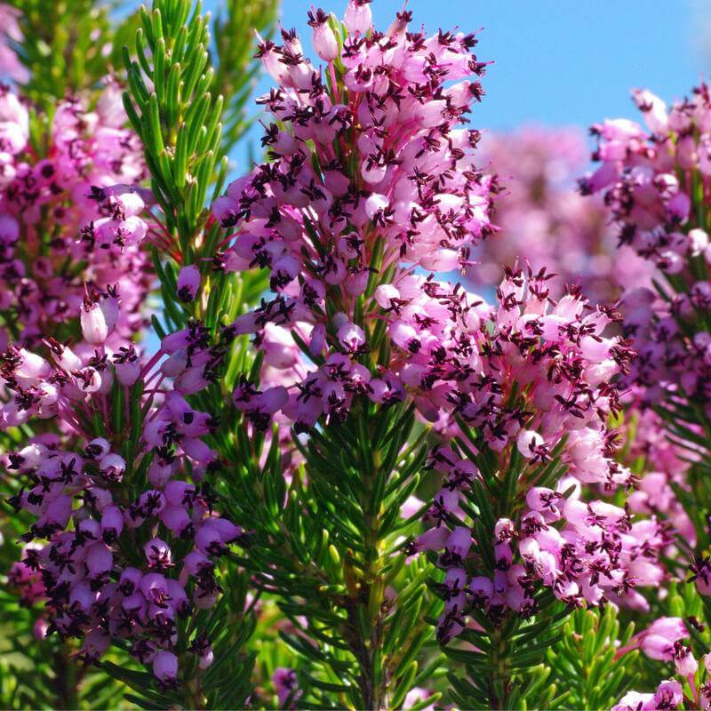 Erica Arborea Multiflora - Bruyère arborescente multiflore - Volume 3L / 30-40cm