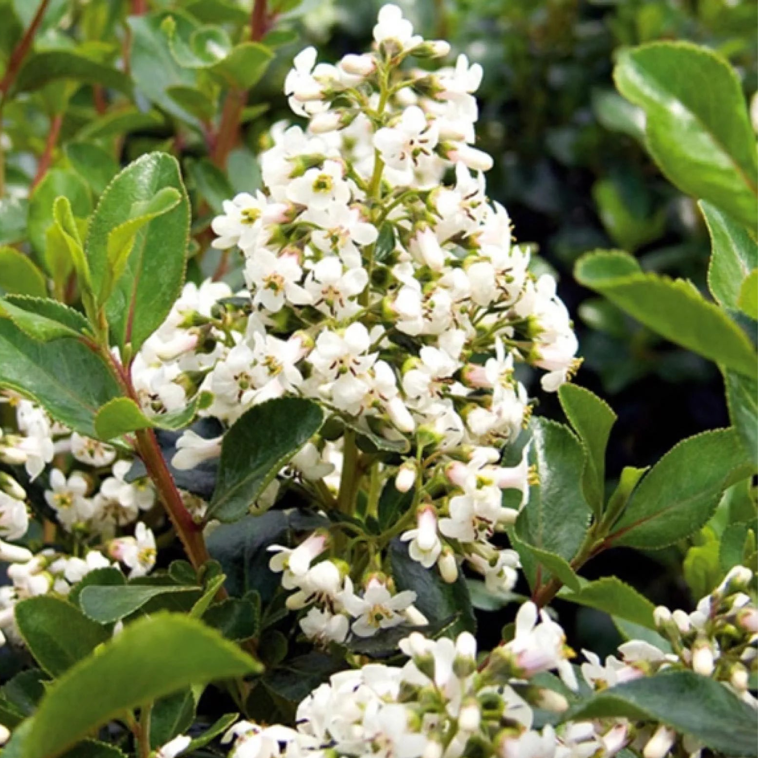Escallonia Iveyi - Volume 3L / 30-50cm
