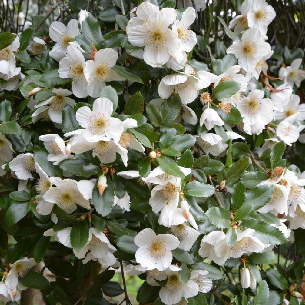 Eucryphia x Nymansensis Nymansay - Volume 3L / 20-40cm