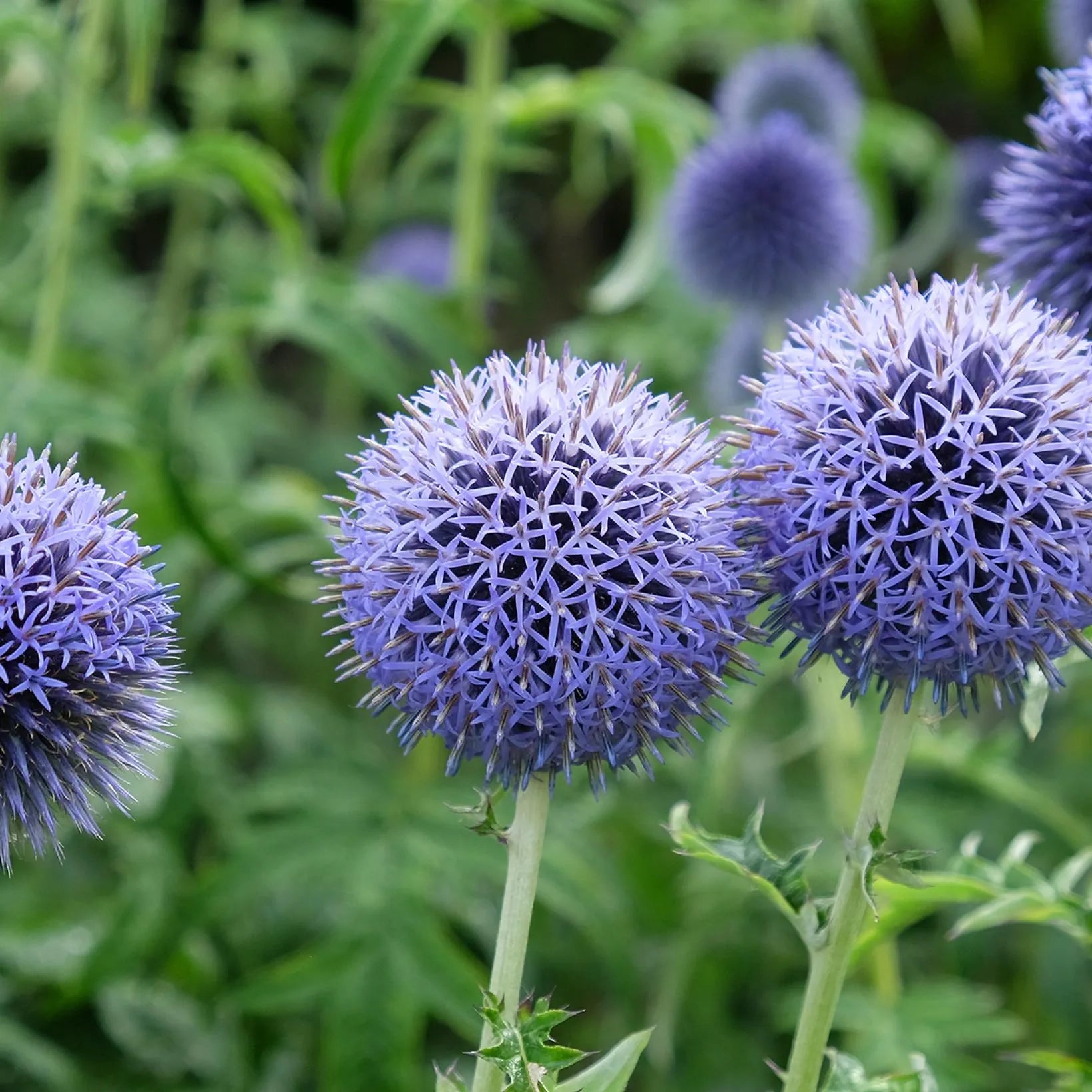 Echinops bannaticus Taplow Blue - Volume 3L / 20-30cm