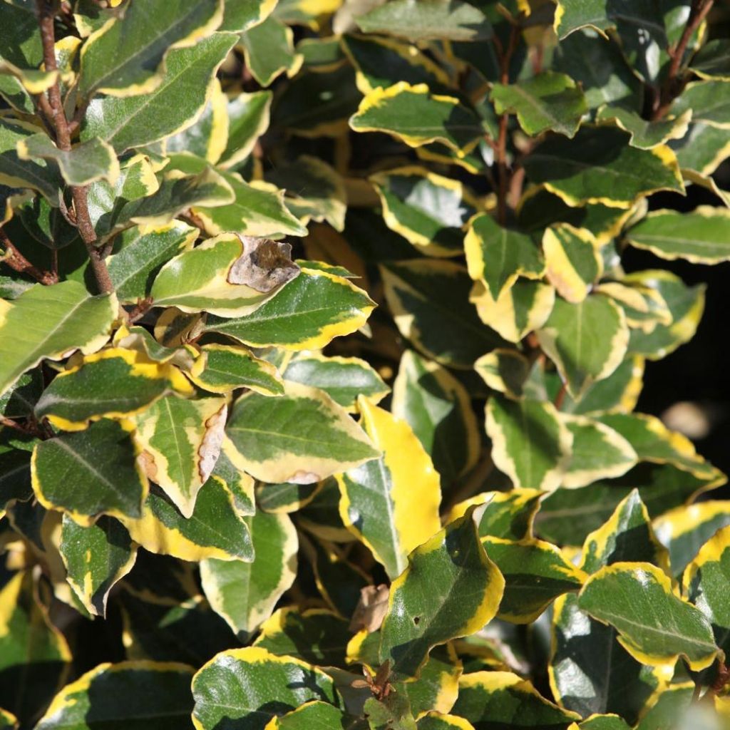 Elaeagnus x Ebbingei Goldrim - Volume 3L / 20-40cm