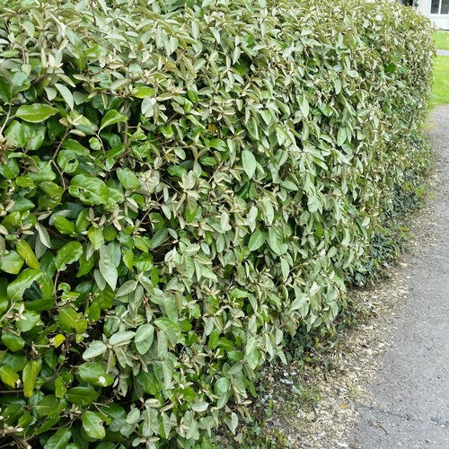 Elaeagnus x Ebbingei Compacta - Volume 3L / 40-60cm