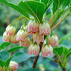 Enkianthus Campanulatus - Andromède Campanulée - Volume 3L / 30-50cm